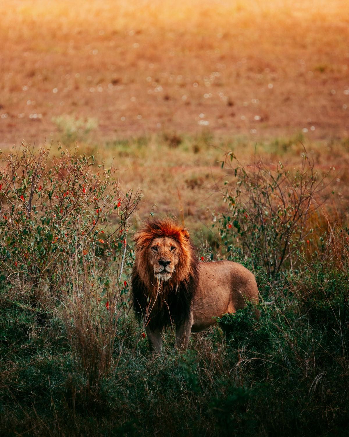 Male lion standing alert in golden savanna grassland at dusk, Kenya