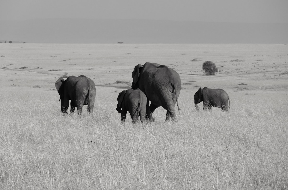 Elephants at a lakeside waterhole in Kenya, Lake Nakuru region