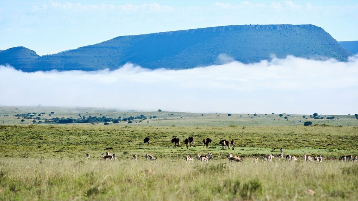 Wildebeest and antelope grazing on green savanna with misty highland mountains, Kenya