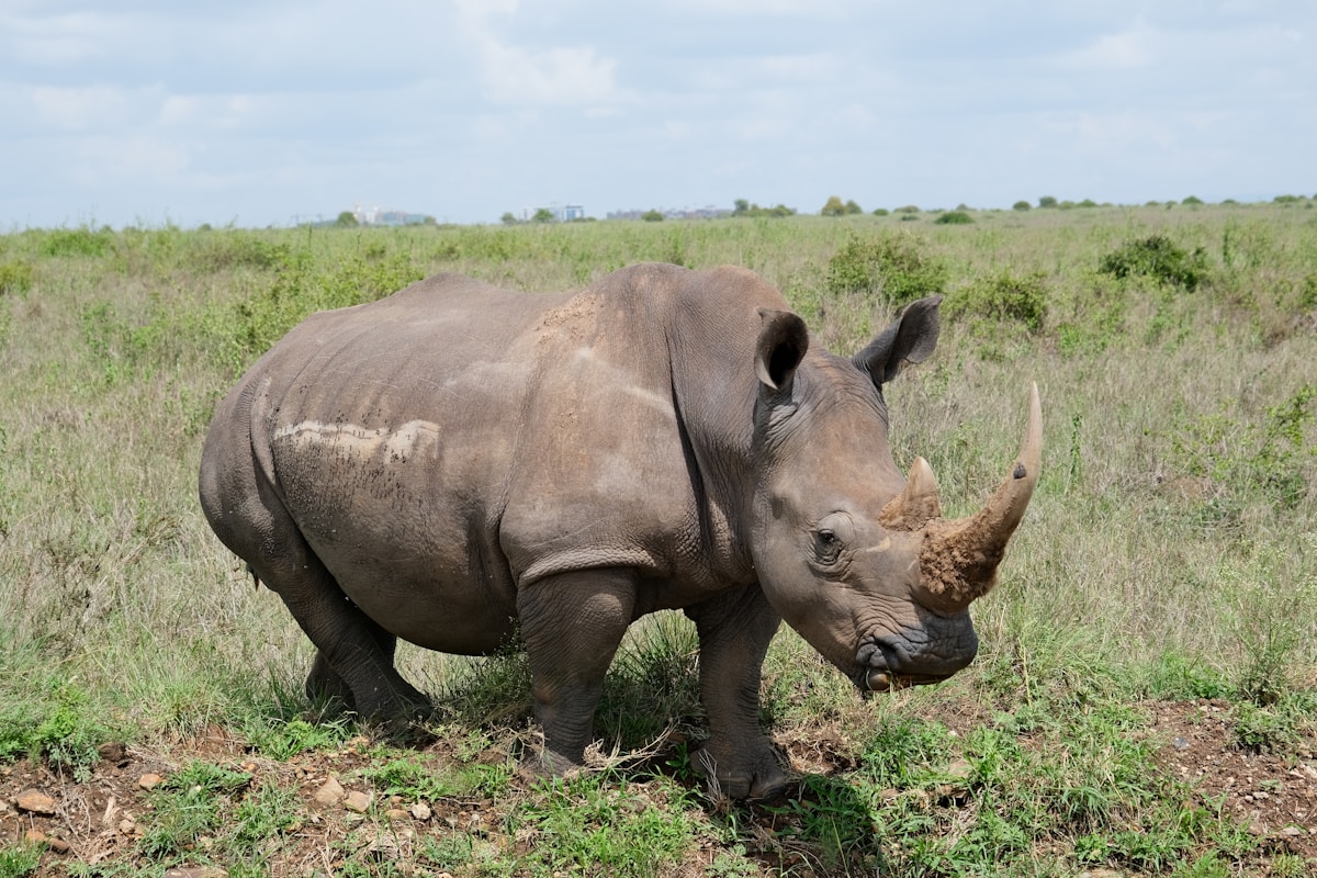 White rhinoceros grazing on open grassland, Nairobi National Park, Kenya
