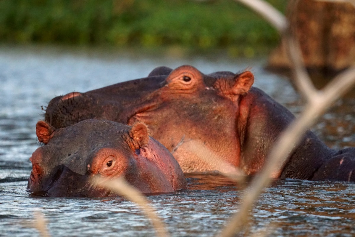 Hippos swimming in Lake Naivasha, Great Rift Valley, Kenya