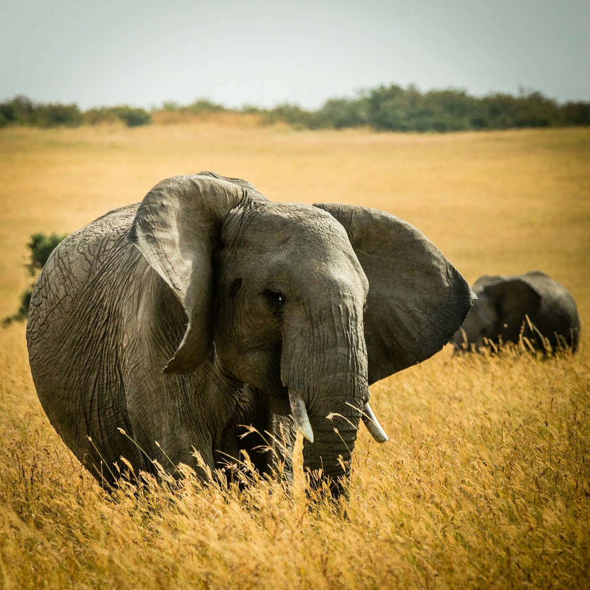 Elephant in the semi-arid landscape of Samburu National Reserve, Kenya