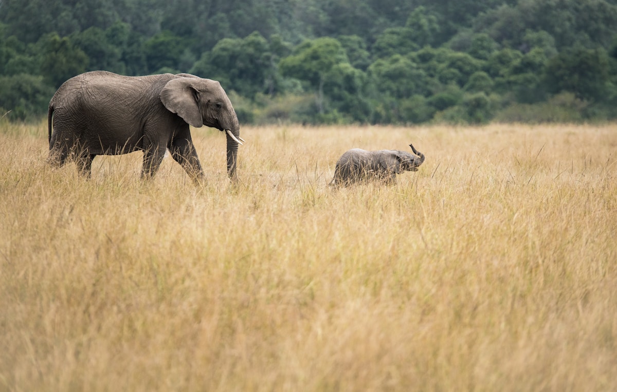Elephants walking on dry grassland in Tsavo National Park