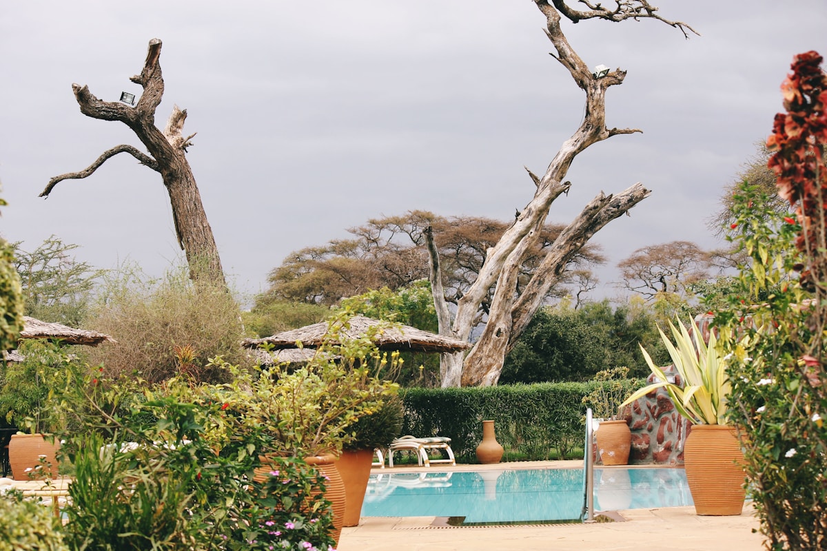 Kenya resort pool area with acacia trees and tropical garden