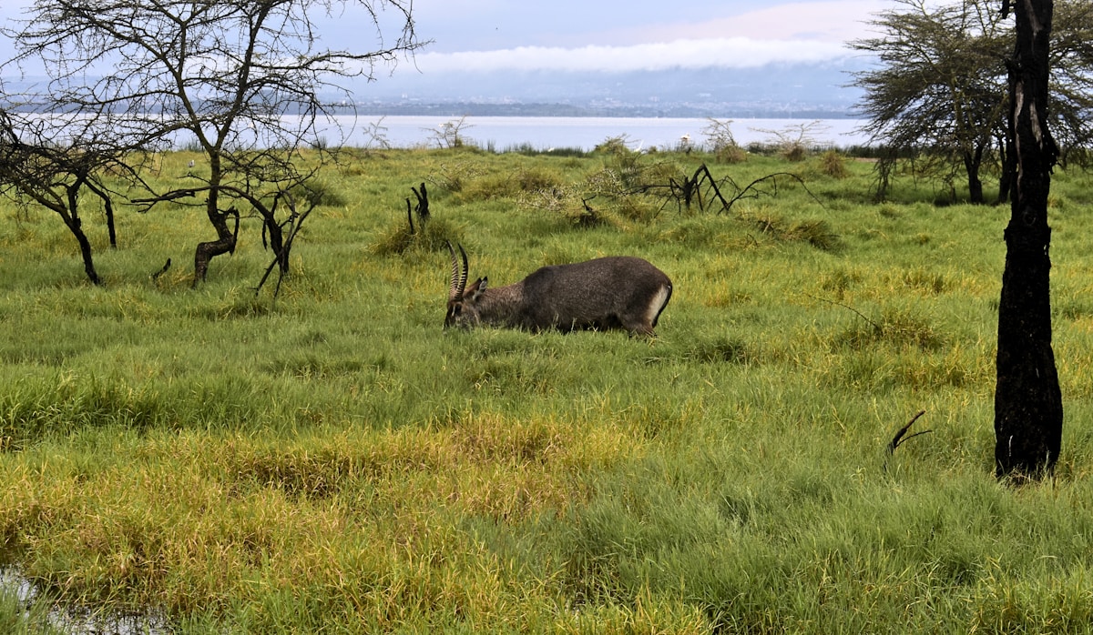 Waterbuck grazing in green grass beside a lake with acacia trees in the background, Nakuru Kenya